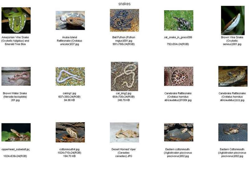 Misc Snakes - !! Snake Contact Sheet 001; DISPLAY FULL IMAGE.