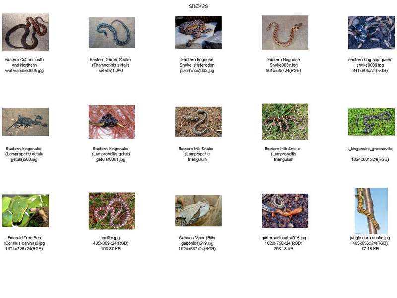 Misc Snakes - !! Snake Contact Sheet 002; DISPLAY FULL IMAGE.