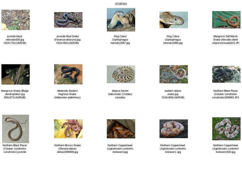 Misc Snakes - !! Snake Contact Sheet 003; DISPLAY FULL IMAGE.