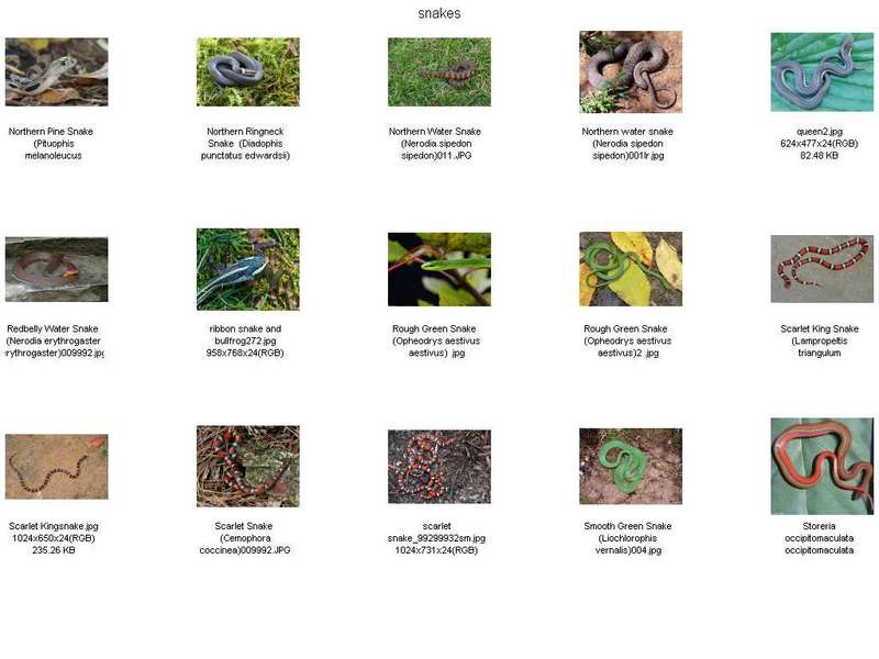 Misc Snakes - !! Snake Contact Sheet 004; DISPLAY FULL IMAGE.