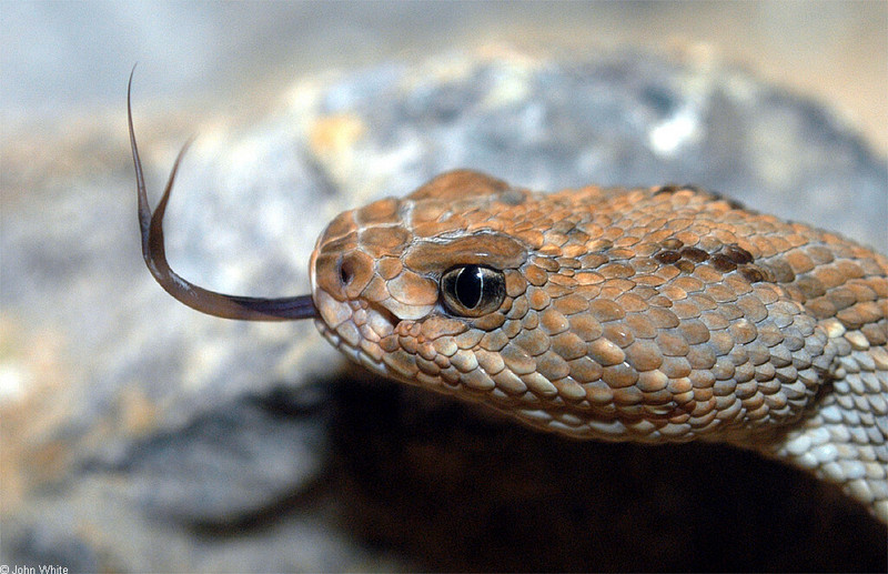 Misc Snakes - Aruba Island Rattlesnake (Crotalus unicolor)037; DISPLAY FULL IMAGE.
