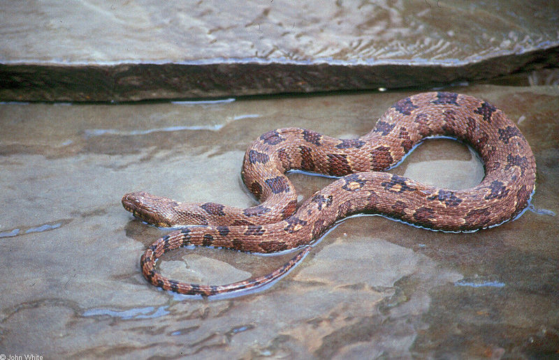 Misc Snakes - Brown Water Snake (Nerodia taxispilota) 201; DISPLAY FULL IMAGE.