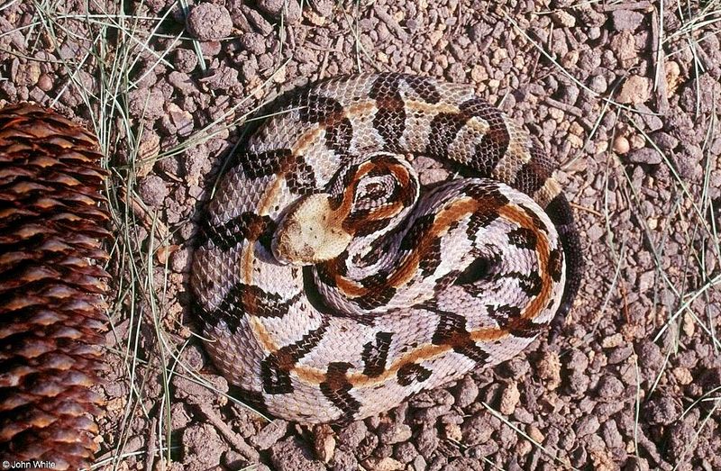 Misc Snakes - Canebrake Rattlesnake (Crotalus horridus atricaudatus)0100lr; DISPLAY FULL IMAGE.