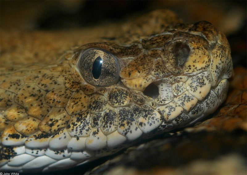 Misc Snakes - Canebrake Rattlesnake (Crotalus horridus atricaudatus)zzz; DISPLAY FULL IMAGE.