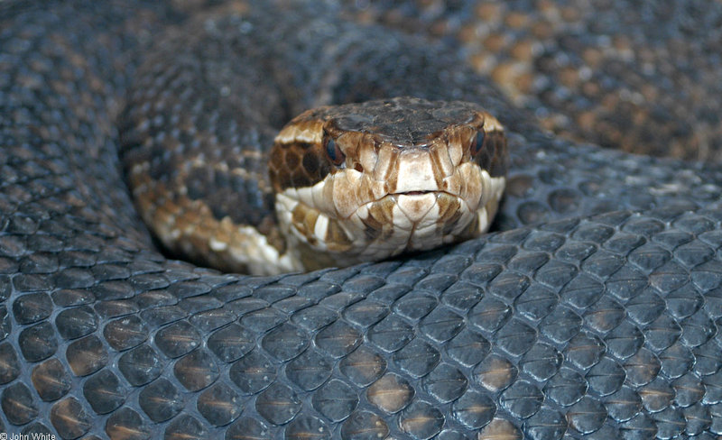 Misc Snakes - Eastern Cottonmouth (Agkistrodon piscivorus piscivorus)002; DISPLAY FULL IMAGE.