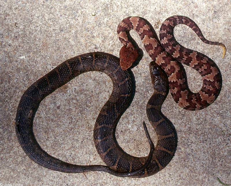 Misc Snakes - Eastern Cottonmouth and Northern watersnake 0005; DISPLAY FULL IMAGE.