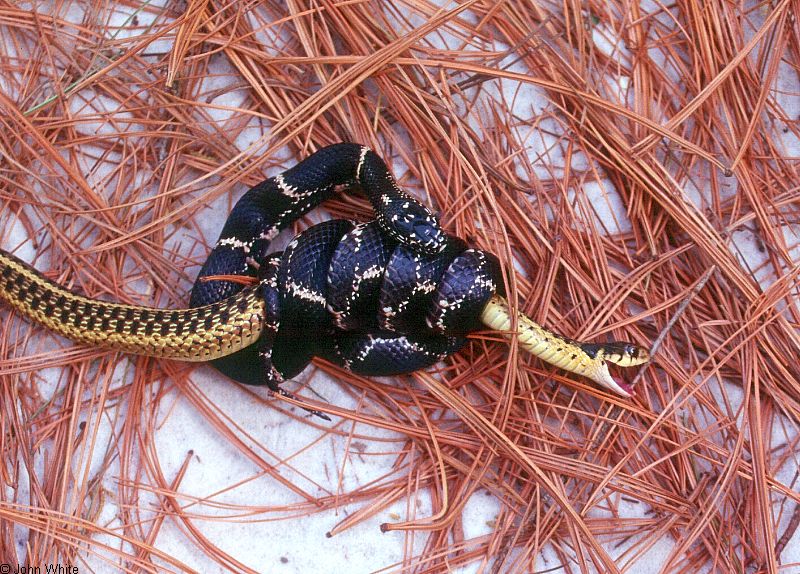 Misc Snakes - Eastern Kingsnake (Lampropeltis getula getula)0001; DISPLAY FULL IMAGE.