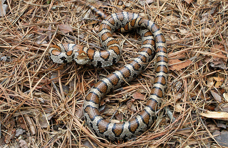 Misc Snakes - Eastern Milk Snake (Lampropeltis triangulum triangulum)009; DISPLAY FULL IMAGE.