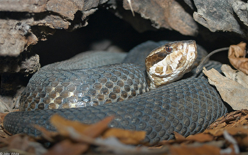 Misc Snakes - Eastern cottonmouth (Agkistrodon piscivorus piscivorus)002; DISPLAY FULL IMAGE.