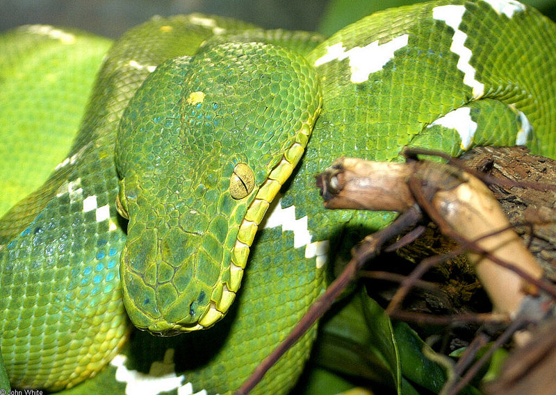 Misc Snakes - Emerald Tree Boa (Corallus canina)3; DISPLAY FULL IMAGE.