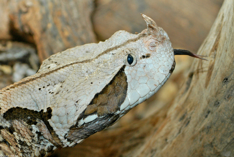Misc Snakes - Gaboon Viper (Bitis gabonica)519; DISPLAY FULL IMAGE.