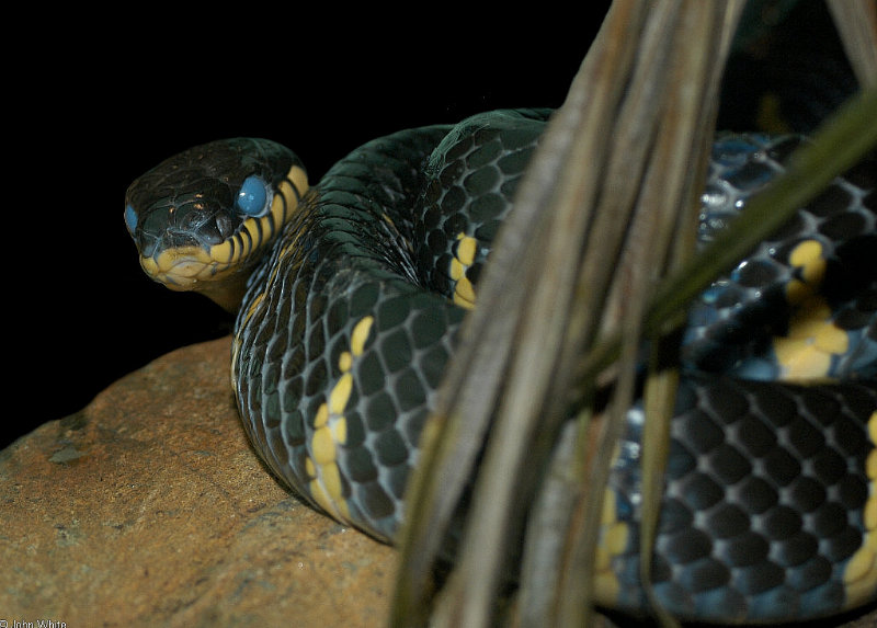Misc Snakes - Mangrove Snake (Boiga dendrophila) 1; DISPLAY FULL IMAGE.
