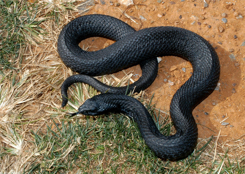 Misc Snakes - Melanistic Eastern Hognose Snake (Heterodon platirhinos) 001232; DISPLAY FULL IMAGE.