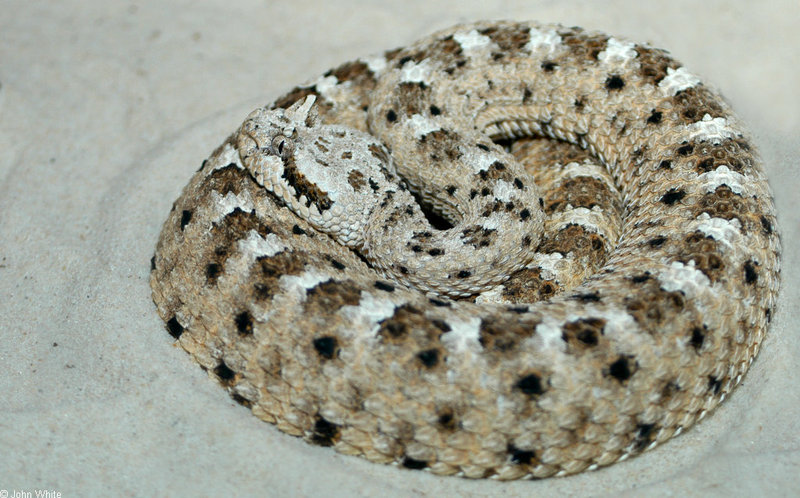 Misc Snakes - Mojave Desert Sidewinder (Crotalus cerastes cerastes)001; DISPLAY FULL IMAGE.