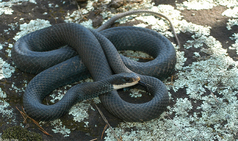 Misc Snakes - Northern Black Racer (Coluber constrictor constrictor)009993; DISPLAY FULL IMAGE.