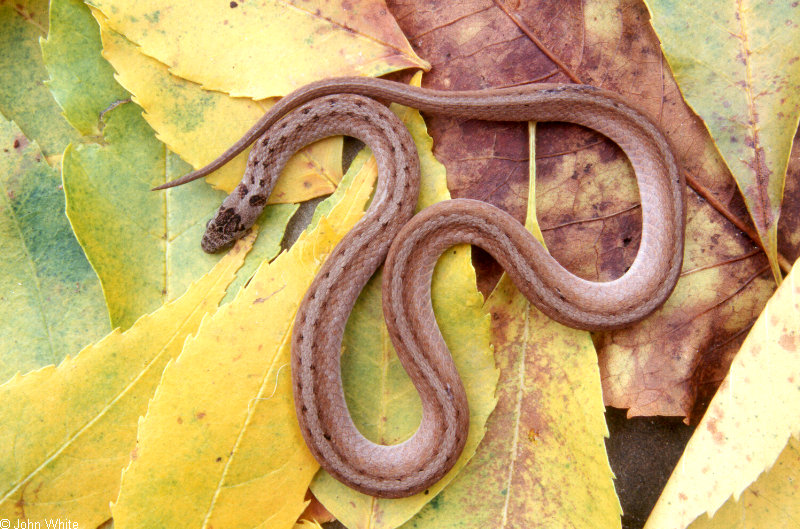 Misc Snakes - Northern Brown Snake (Storeria dekayi dekayi)499909; DISPLAY FULL IMAGE.