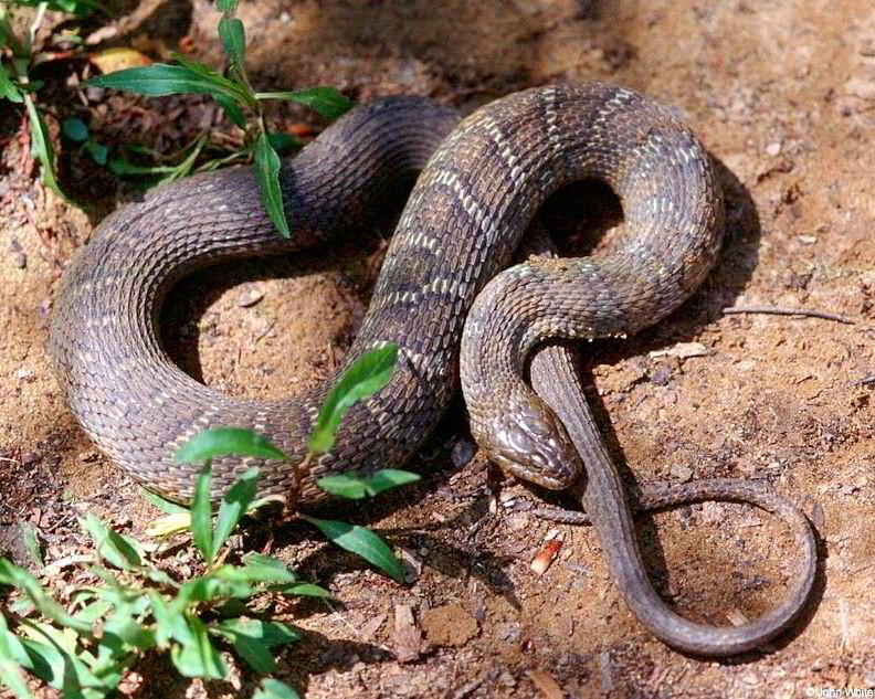 Misc Snakes - Northern water snake (Nerodia sipedon sipedon)001lr; DISPLAY FULL IMAGE.