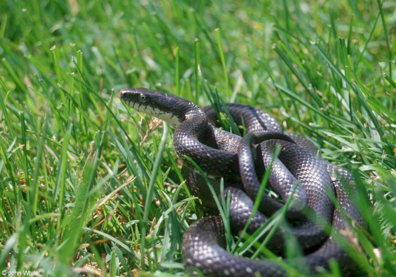 Misc Snakes - black rat snake in grass; DISPLAY FULL IMAGE.