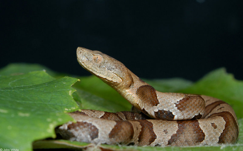 Misc Snakes - copperhead subadult; DISPLAY FULL IMAGE.