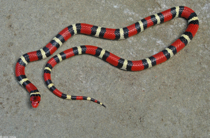 Misc Snakes - Scarlet King Snake (Lampropeltis triangulum elapsoides)001; DISPLAY FULL IMAGE.