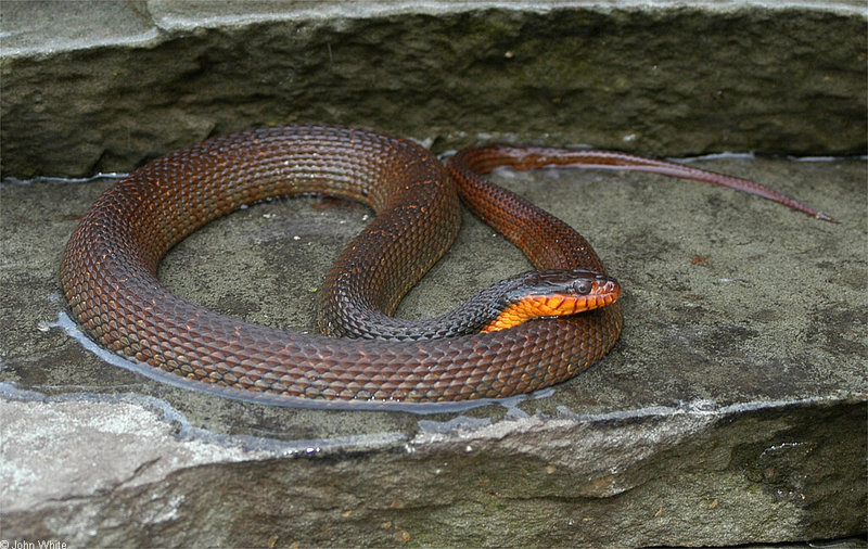 Misc Snakes - Redbelly Water Snake (Nerodia erythrogaster erythrogaster)009992; DISPLAY FULL IMAGE.