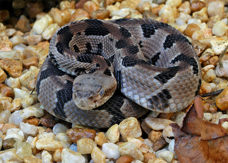 Misc Snakes - Timber Rattlesnake (Crotalus horridus)012; DISPLAY FULL IMAGE.