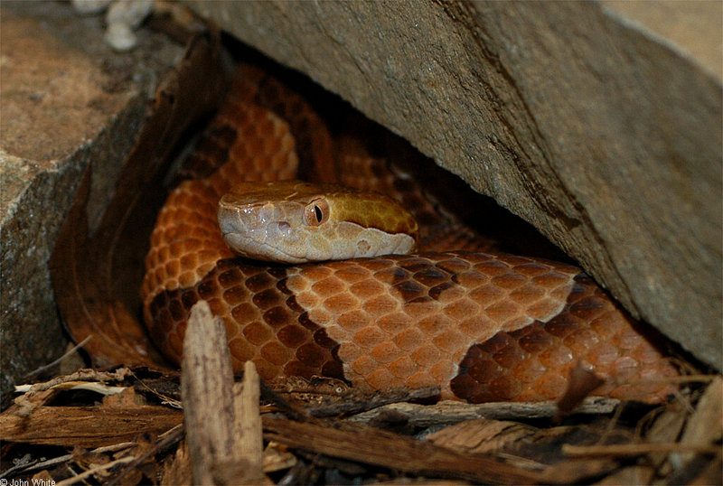 Misc Snakes - Northern Copperhead (Agkistrodon contortrix mokasen); DISPLAY FULL IMAGE.