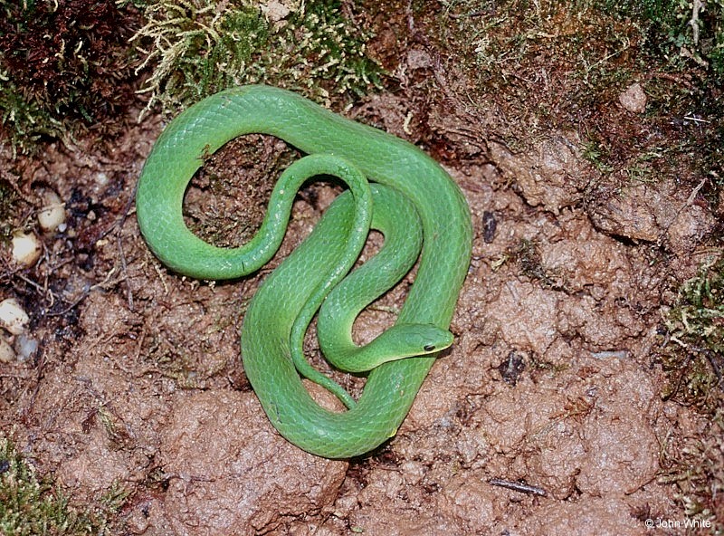 Misc Snakes - Smooth Green Snake (Liochlorophis vernalis)004; DISPLAY FULL IMAGE.