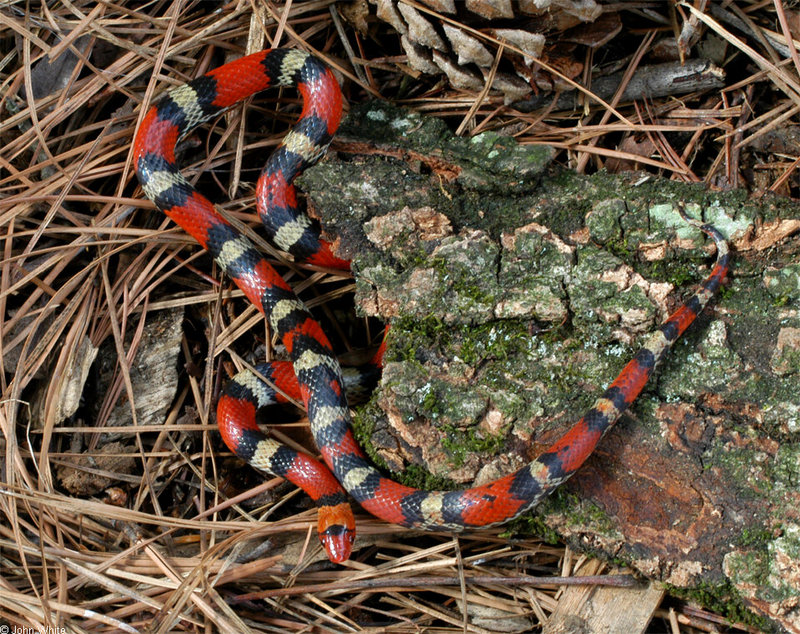 Misc Snakes - Scarlet Snake (Cemophora coccinea)009992; DISPLAY FULL IMAGE.