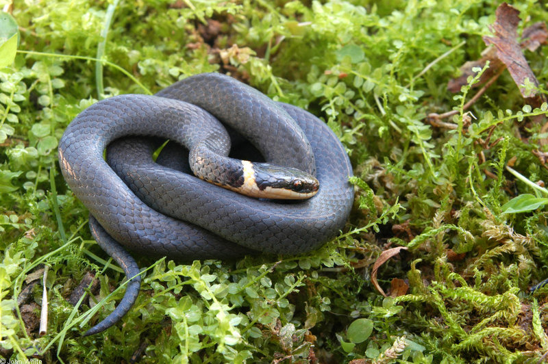 Misc Snakes - Northern Ringneck Snake (Diadophis punctatus edwardsii) 004; DISPLAY FULL IMAGE.