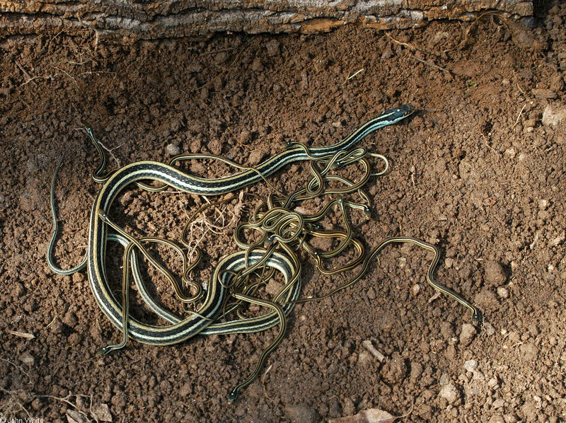 Misc Snakes - Western Ribbon Snake (Thamnophis proximus)001; DISPLAY FULL IMAGE.