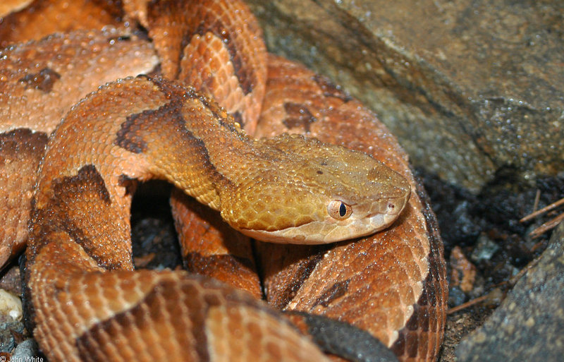 Misc Snakes - wet copperhead; DISPLAY FULL IMAGE.