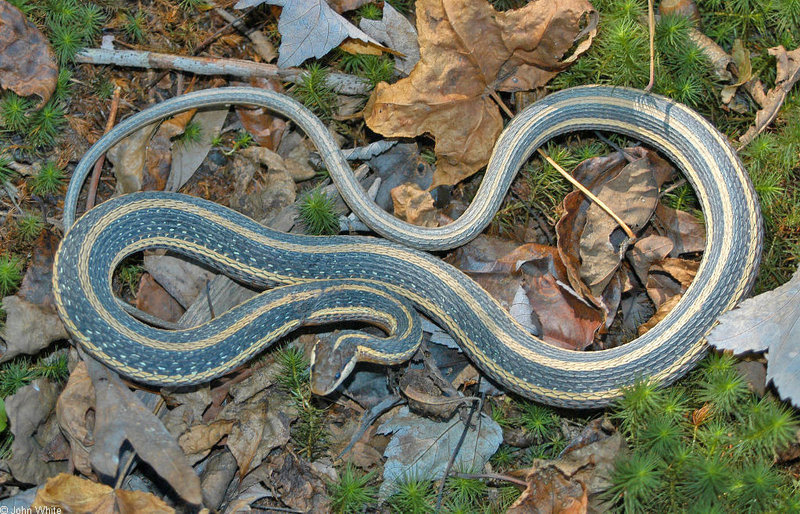 Misc Snakes - eastern ribbon snake; DISPLAY FULL IMAGE.