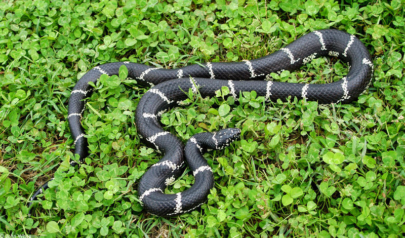 Misc Snakes - eastern kingsnake greensville co; DISPLAY FULL IMAGE.