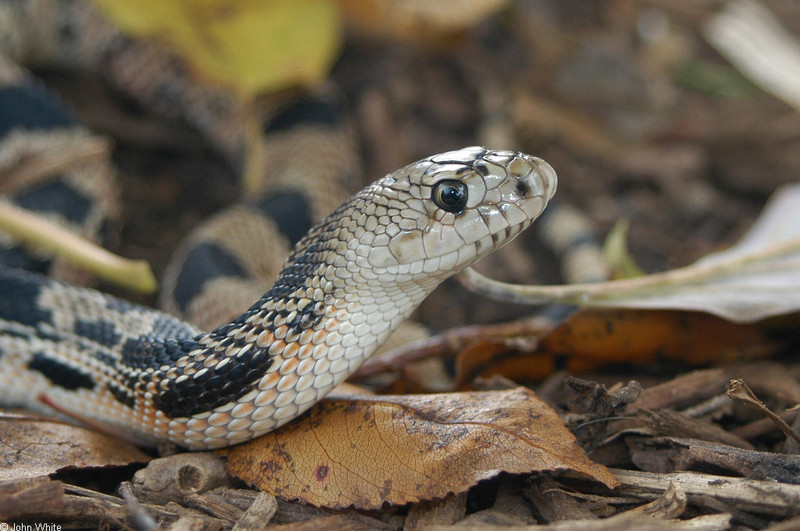 Misc Snakes - Northern Pine Snake (Pituophis melanoleucus melanoleucus) 100; DISPLAY FULL IMAGE.