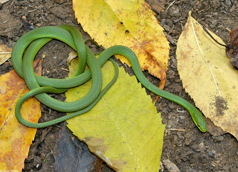 Misc Snakes - Rough Green Snake (Opheodrys aestivus aestivus)2; DISPLAY FULL IMAGE.