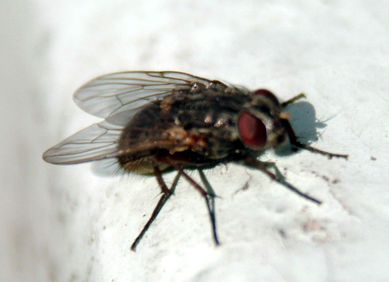 common fly; DISPLAY FULL IMAGE.