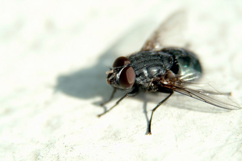 Big fly in sunbathing; DISPLAY FULL IMAGE.