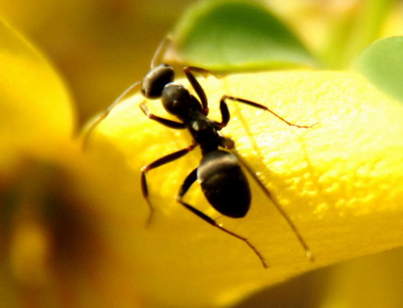 Ant on Korean Forsythia flower; DISPLAY FULL IMAGE.
