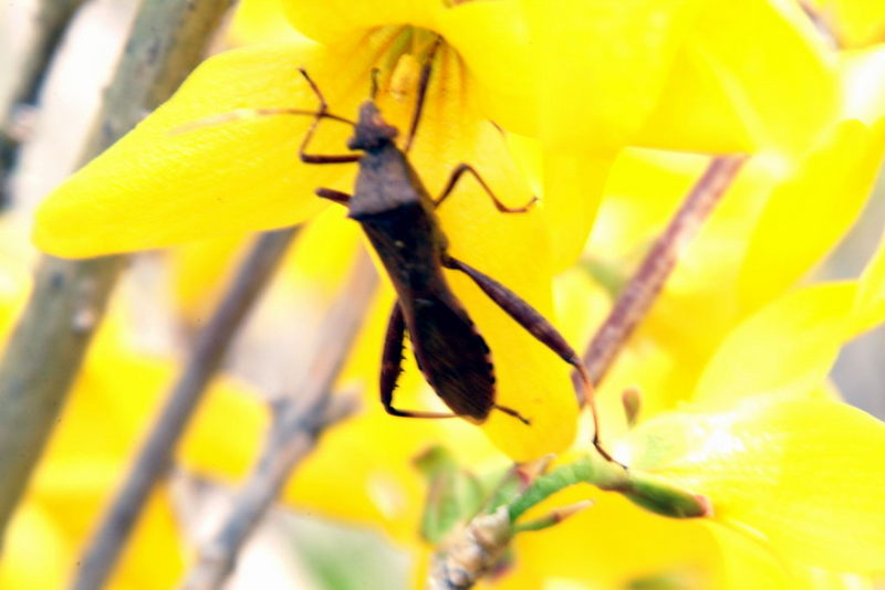 Bean Bug (Riptortus clavatus) {!--톱다리개미허리노린재-->; DISPLAY FULL IMAGE.