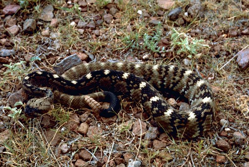 Black-tailed Rattlesnake (Crotalus molossus) {!-검정꼬리방울뱀-->; DISPLAY FULL IMAGE.