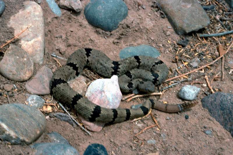Banded Rock Rattlesnake (Crotalus lepidus klauberi) {!--바위방울뱀-->; DISPLAY FULL IMAGE.