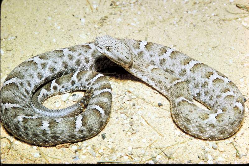 Mexican Ridge-nosed Rattlesnake (Crotalus willardi obscurus) {!-콧날방울뱀-->; DISPLAY FULL IMAGE.