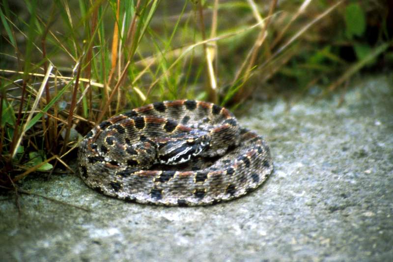 Pygmy Rattlesnake (Sistrurus miliarius ) {!-꼬마방울뱀-->; DISPLAY FULL IMAGE.