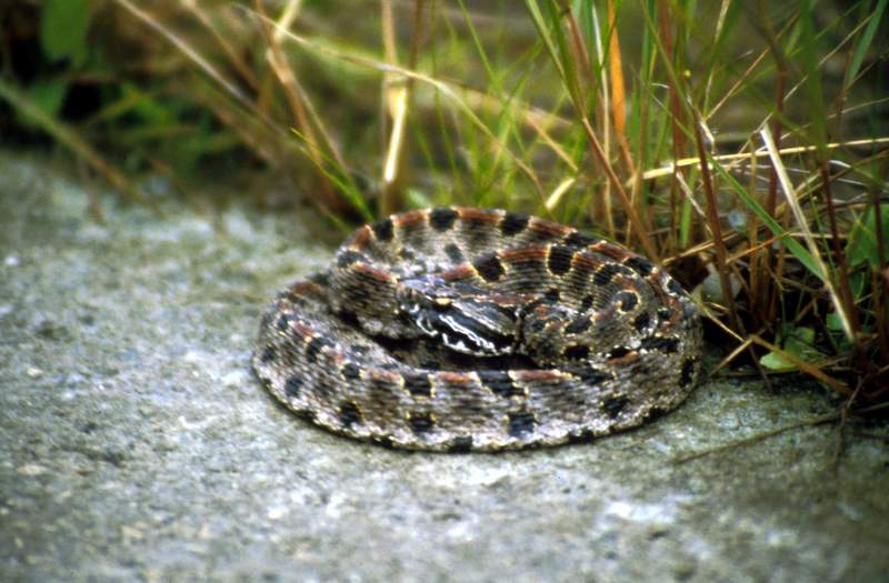 Pygmy Rattlesnake (Sistrurus miliarius ) {!-꼬마방울뱀-->; DISPLAY FULL IMAGE.