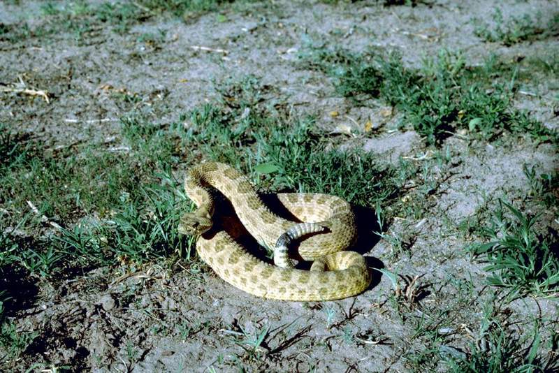 Prairie Rattlesnake (Crotalus viridis) {!-서부방울뱀-->; DISPLAY FULL IMAGE.
