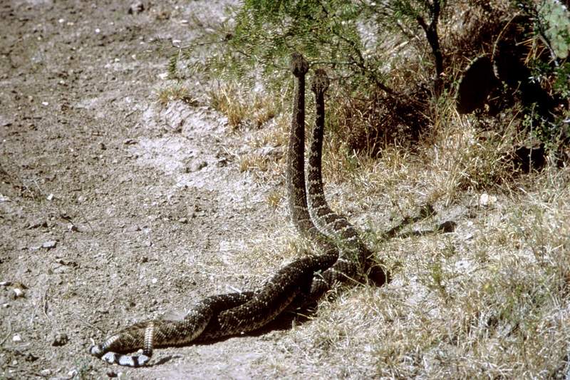 Rattlesnakes (Crotalus sp.) {!-방울뱀-->; DISPLAY FULL IMAGE.