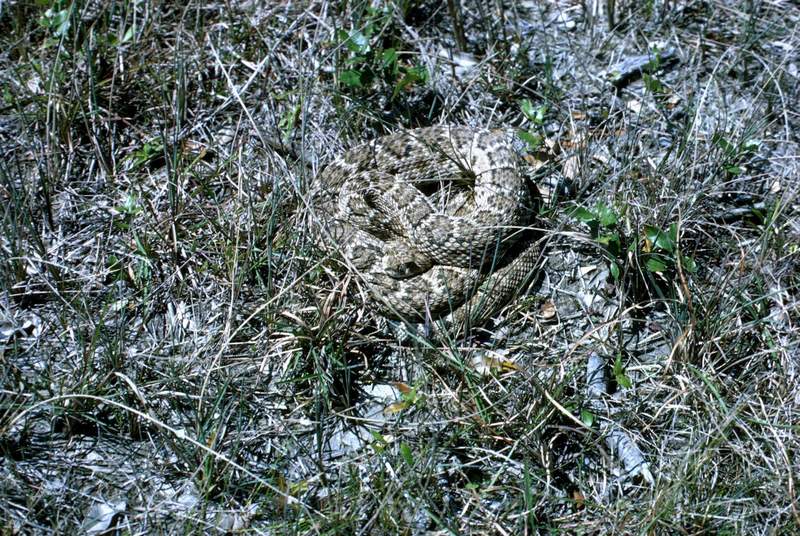 Western Diamondback Rattlesnake (Crotalus atrox) {!-서부다이아몬드방울뱀-->; DISPLAY FULL IMAGE.