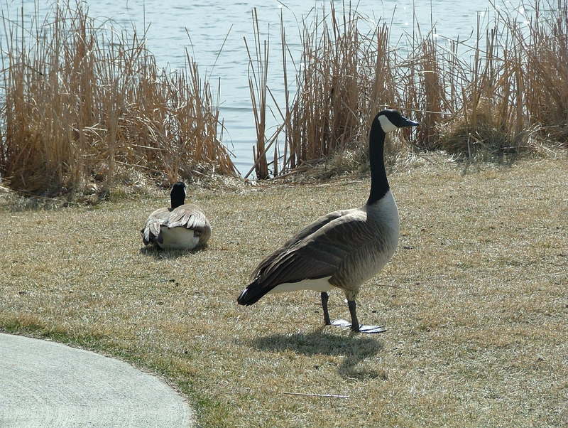 Canadian Geese; DISPLAY FULL IMAGE.