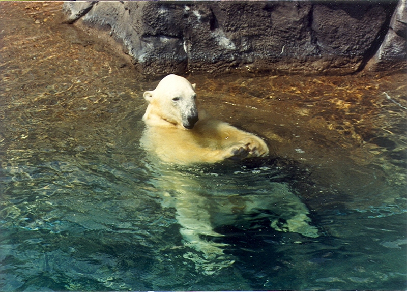 Polar Bear; DISPLAY FULL IMAGE.